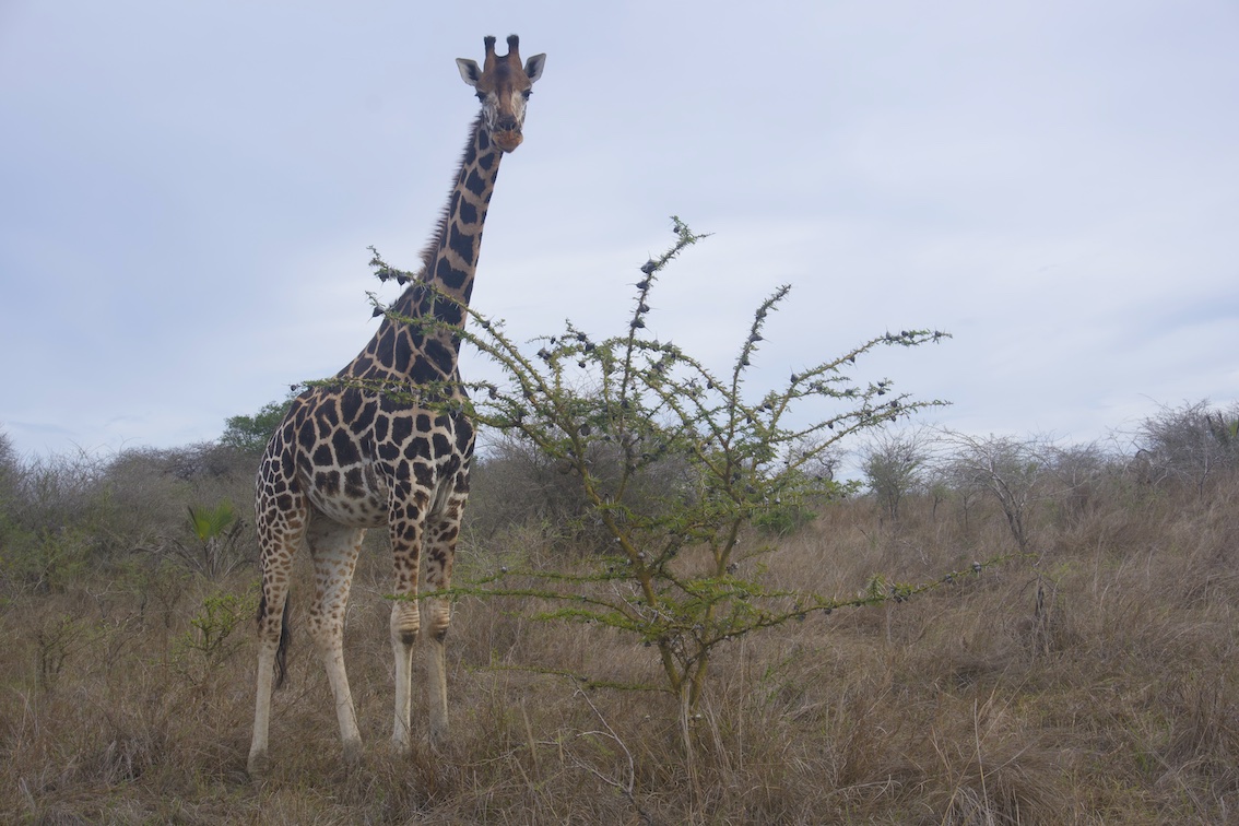 Giraffe in the savannah like lanscape in Mombasa