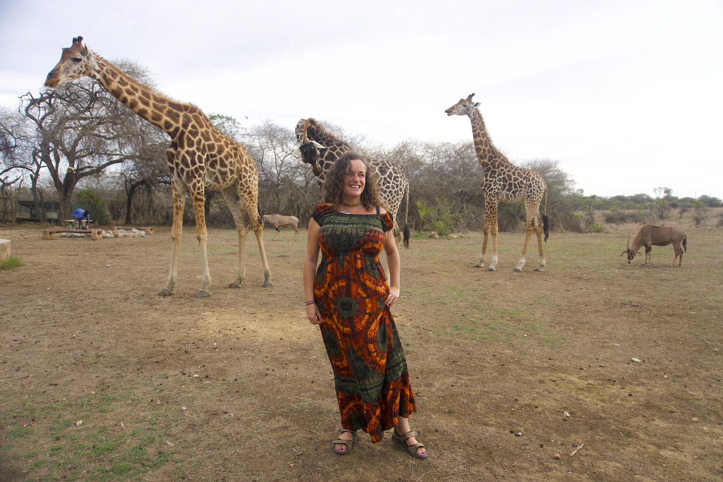 Pilar with three giraffes at the Nguuni, Mombasa