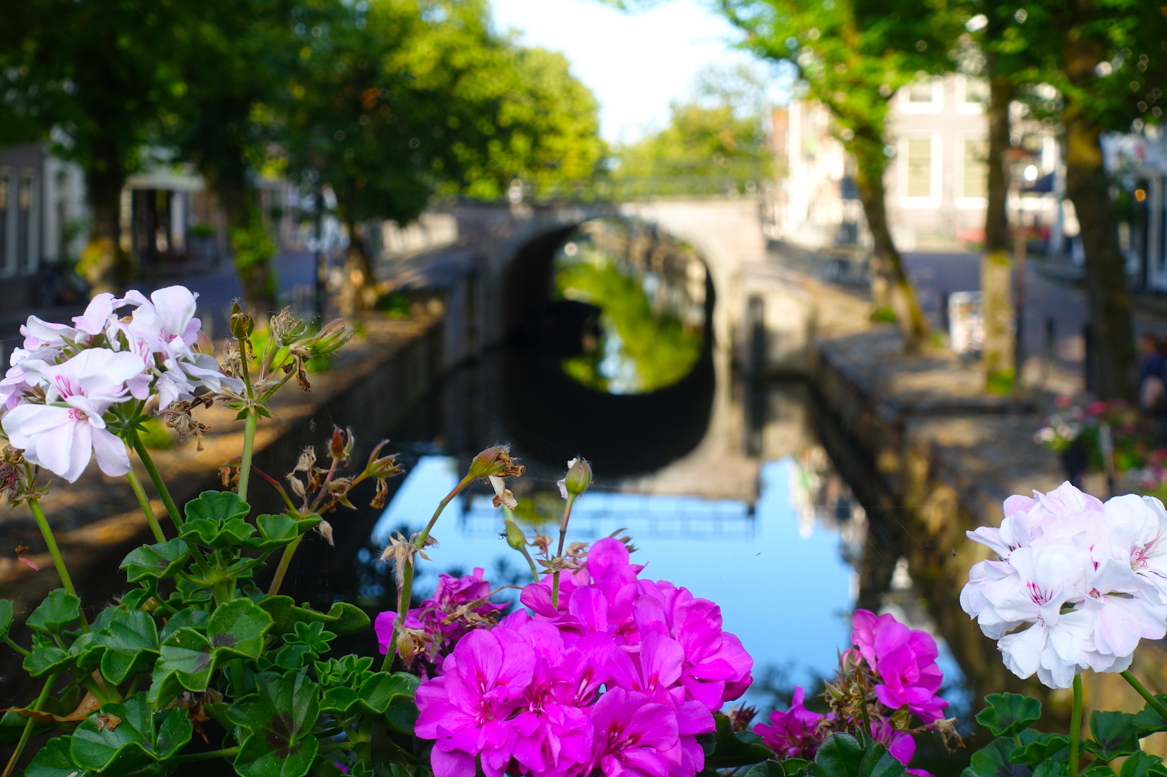 Edam bridge view on the main square framed by pink flowers