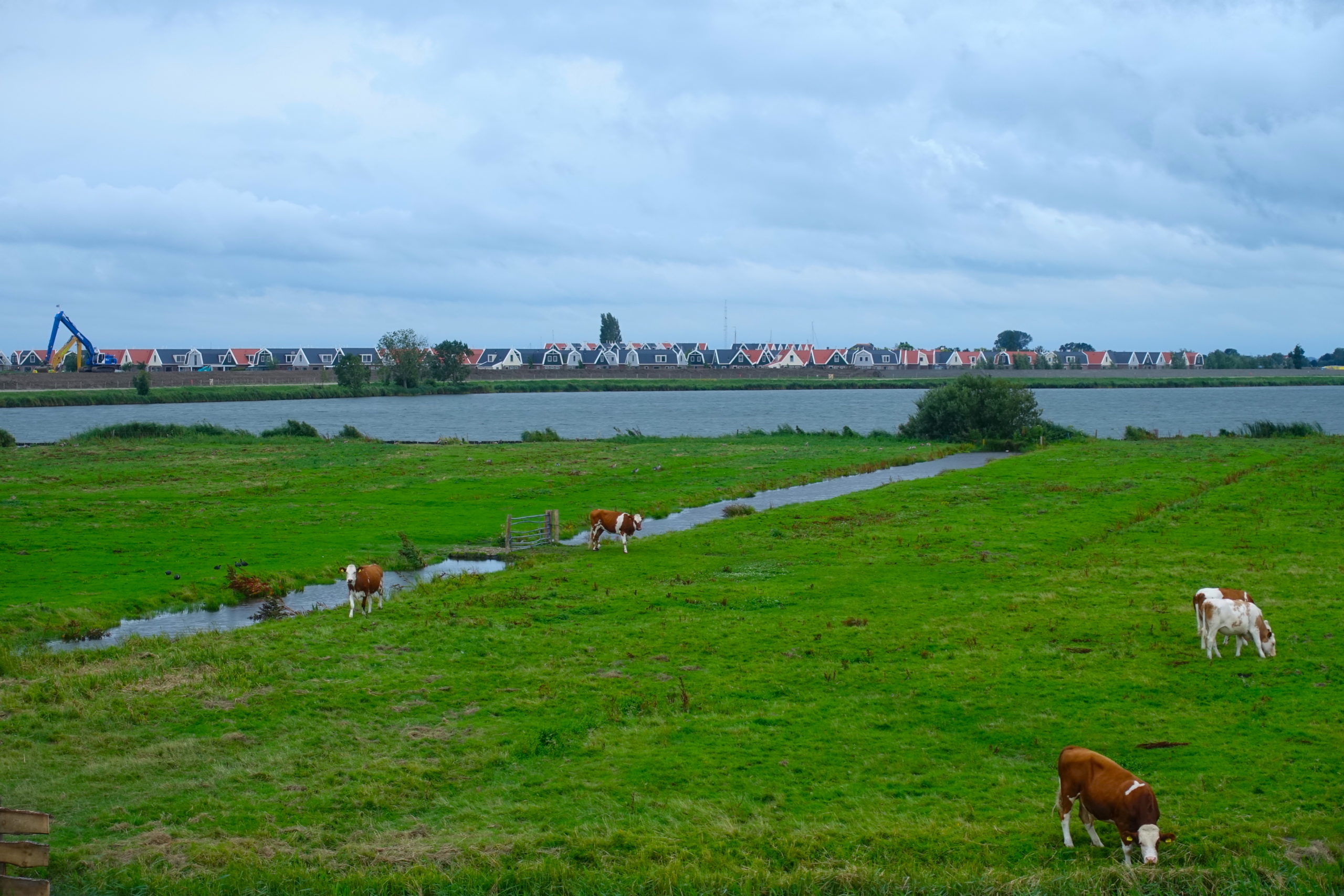 View of some cows, water, meadows and the houses of Uitdam on the Dutch countryside on the way to Marken