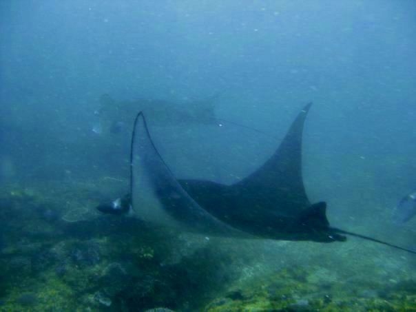 A couple of Bali Manta Rays under the water flopping the wings