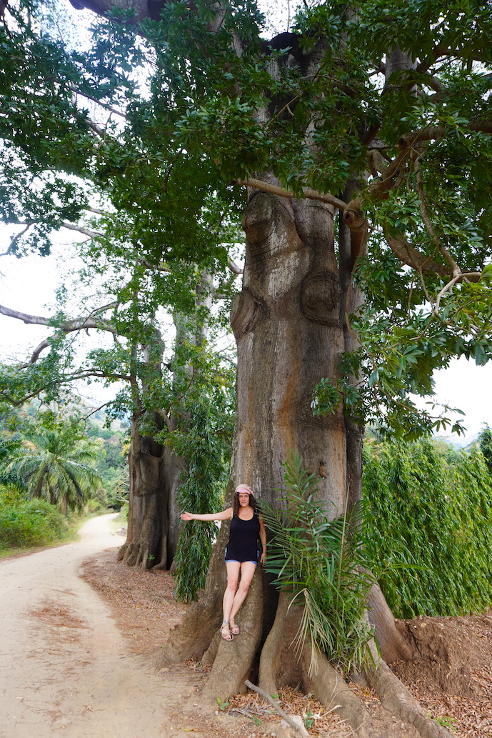 Pilar on top of a Baobab tree on the hiking trail in the Uluguru mountains