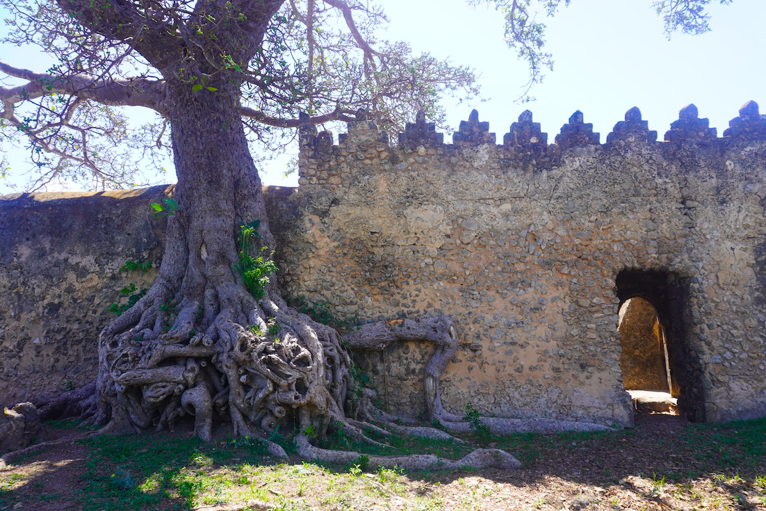 Great Mostque entrance and some tree roots at Kilwa Kisiwani