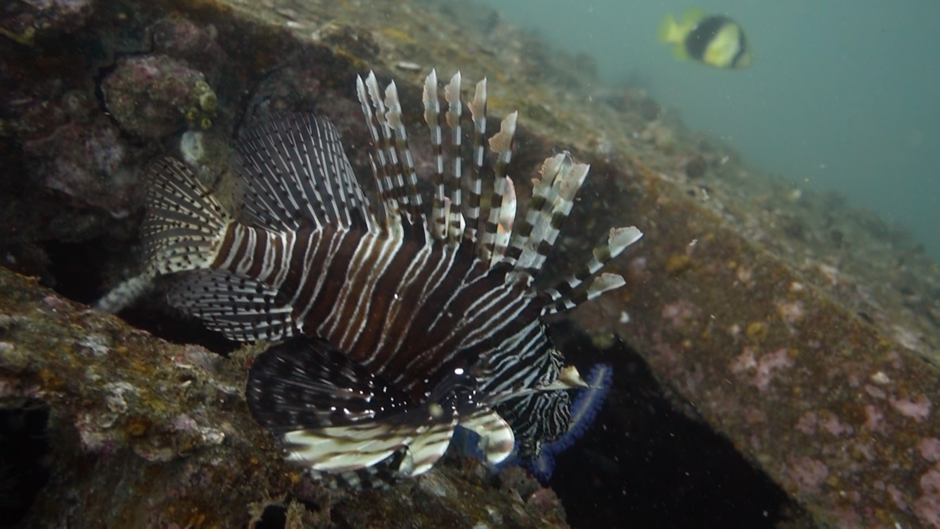 Lion fish at the Wreck Kled Gaeow in Koh Phi Phi while diving