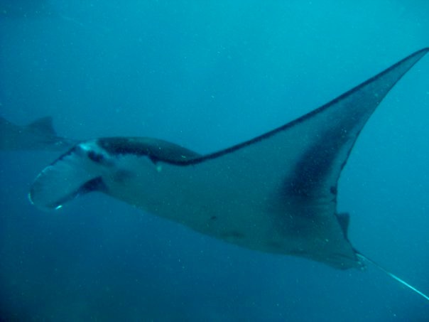 A giant Manta ray from very close, underwater in Nusa Penida Manta Point