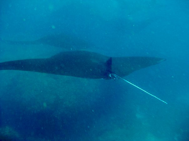Two Bali Manta Rays underwater swimming