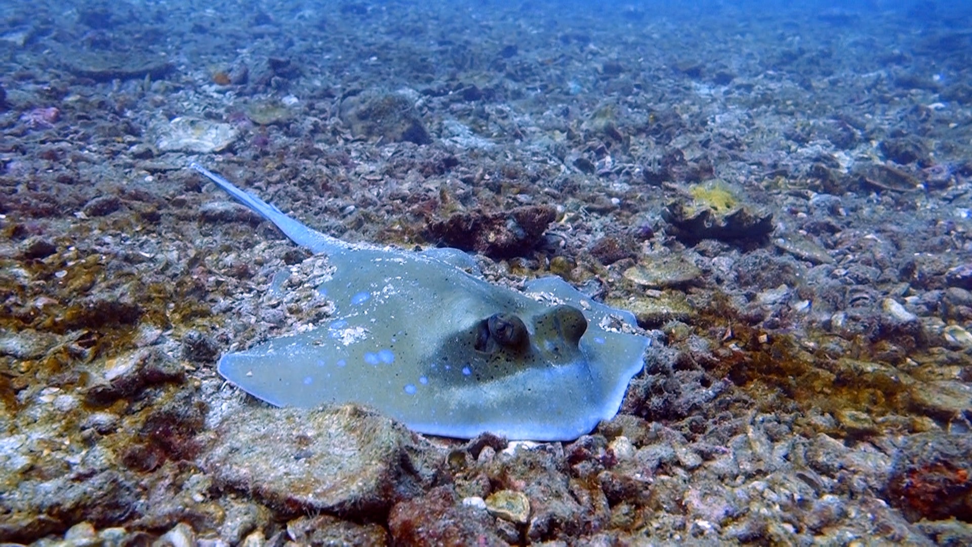 Blue spotted sting ray taken while scuba diving koh Phi Phi