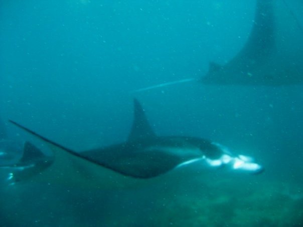 Three Bali Manta Rays underwater