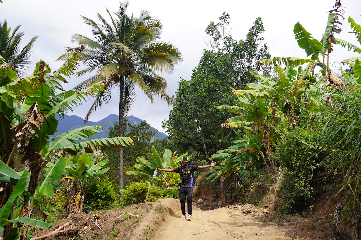 A view with some plam trees and banana trees on the hiking trail to Choma waterfall in the Uluguru mountains
