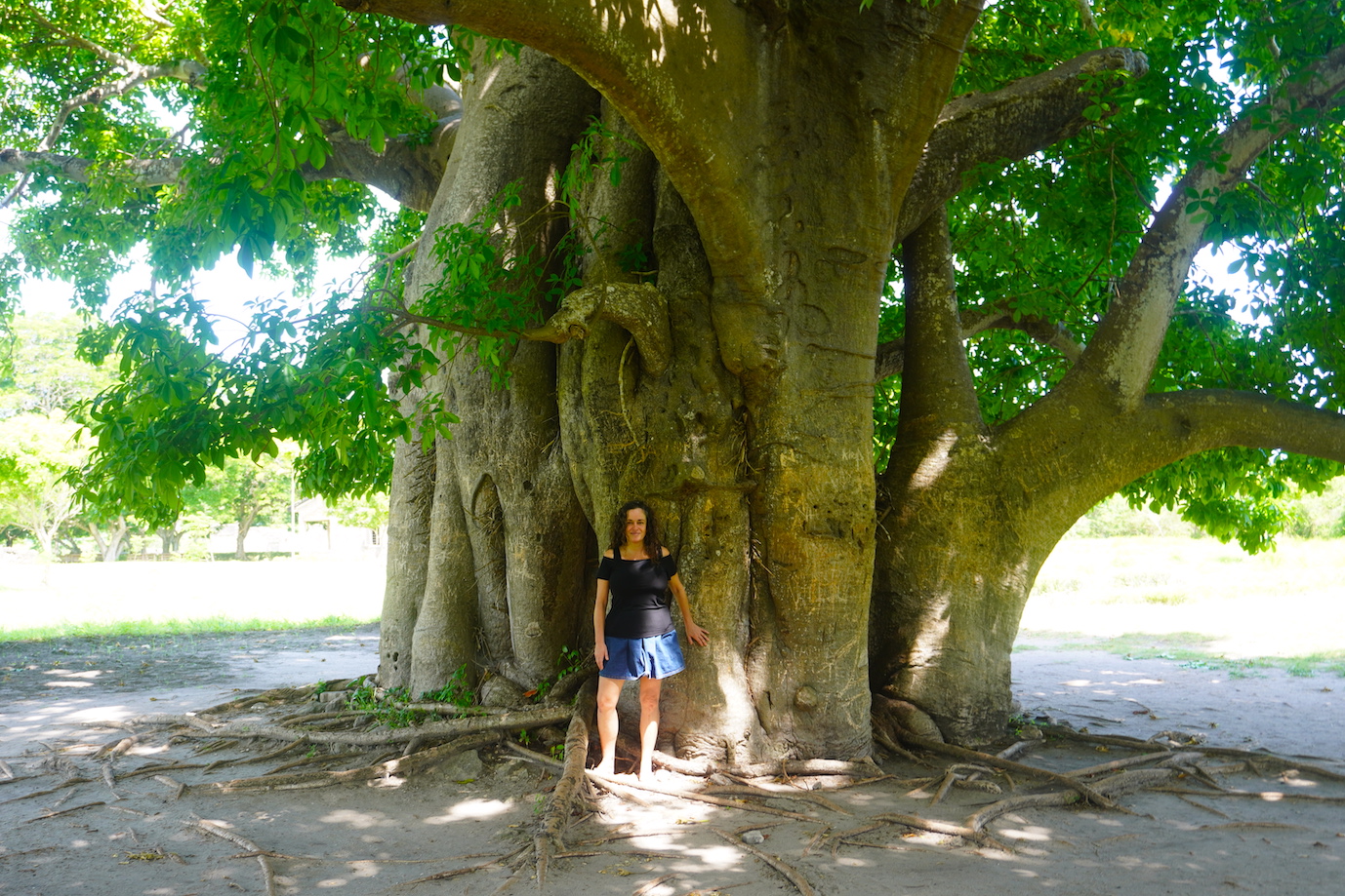 Pilar standing close to the magical tree in the Kaole ruins in Tanzania