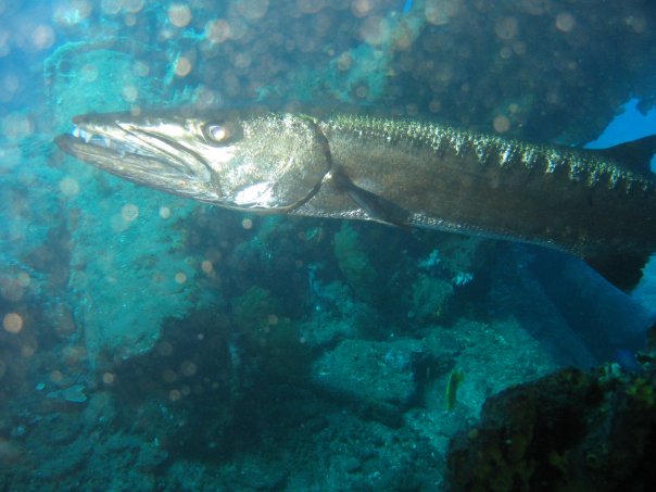 A barracuda that lives in the Liberty wreck in Tulamben, Bali