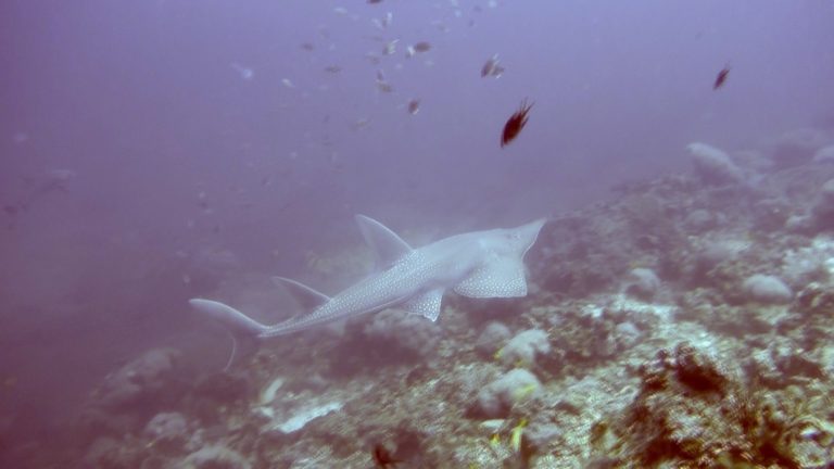 A view of the guitar shark in the Koh Lanta while diving in Koh Haa