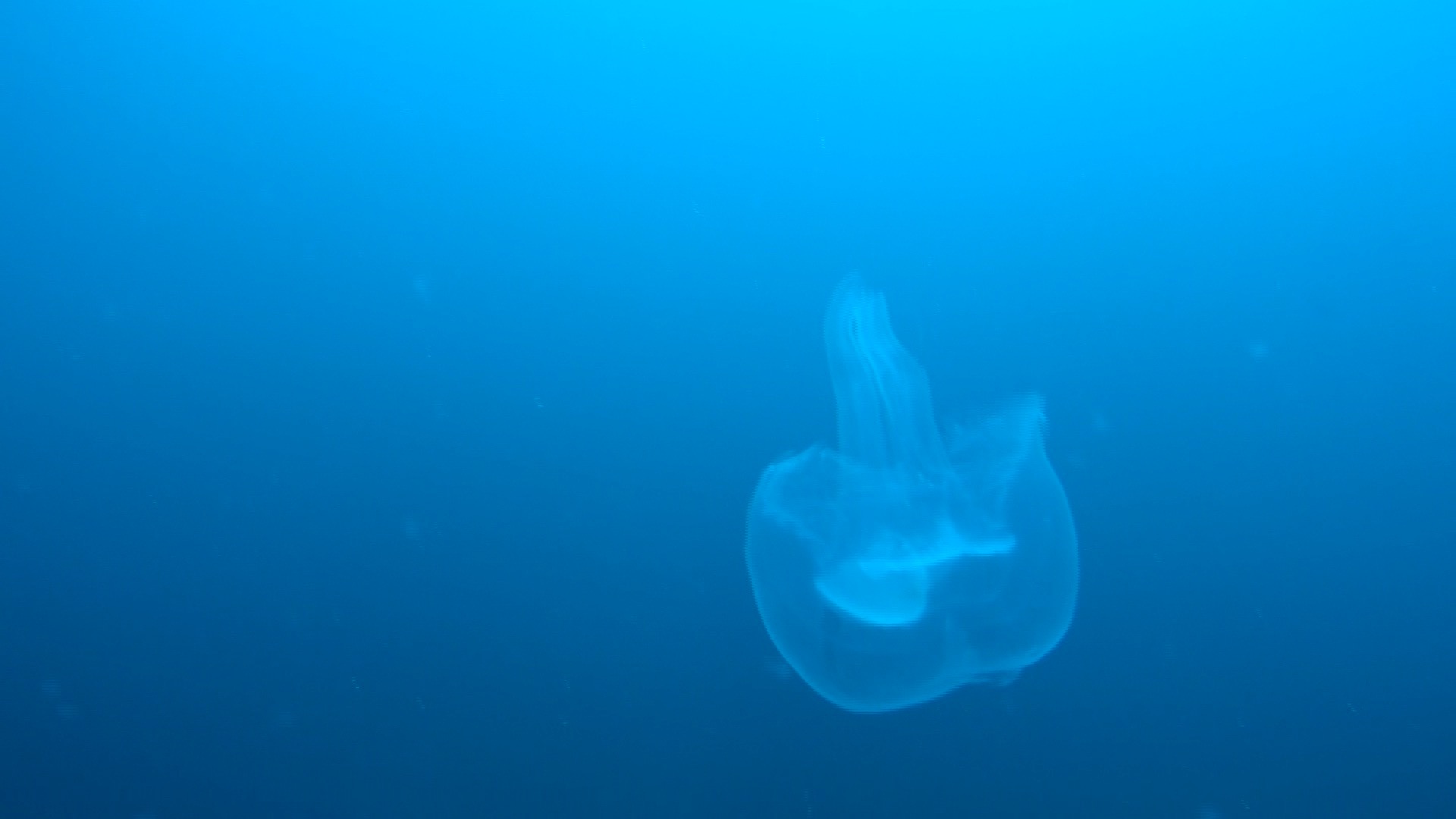 A jelly fish and the vast blue of the ocean while diving in Koh Lanta