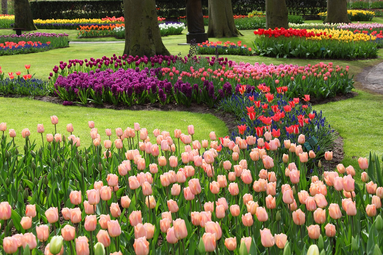 A view of some tulip fields with trees and grass in the famous Keukenhoff gardens