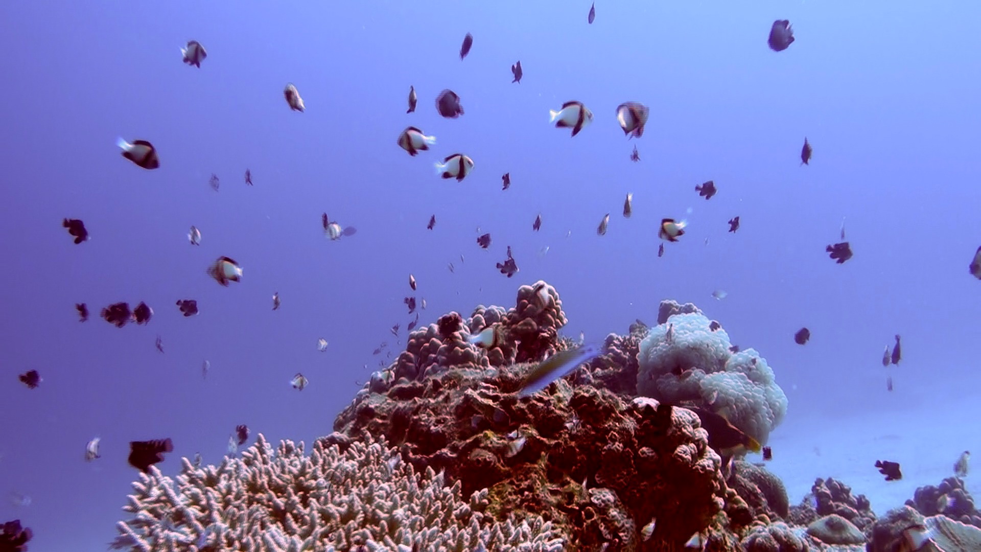 Some coral reef and some white soft coral and some tiny fish while diving in Koh Lanta