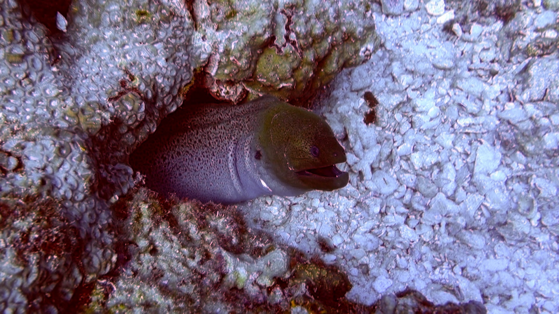 A moray eel in Koh Lanta while diving