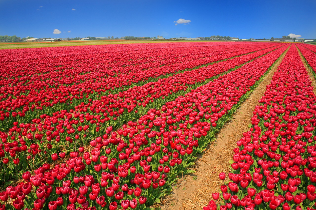 Red tulip fields in the Netherlands with a background of the blue sky and some village on the far distance
