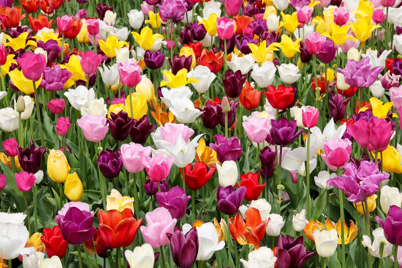 Some pink, fucsia, yellow, white and red tulips from close