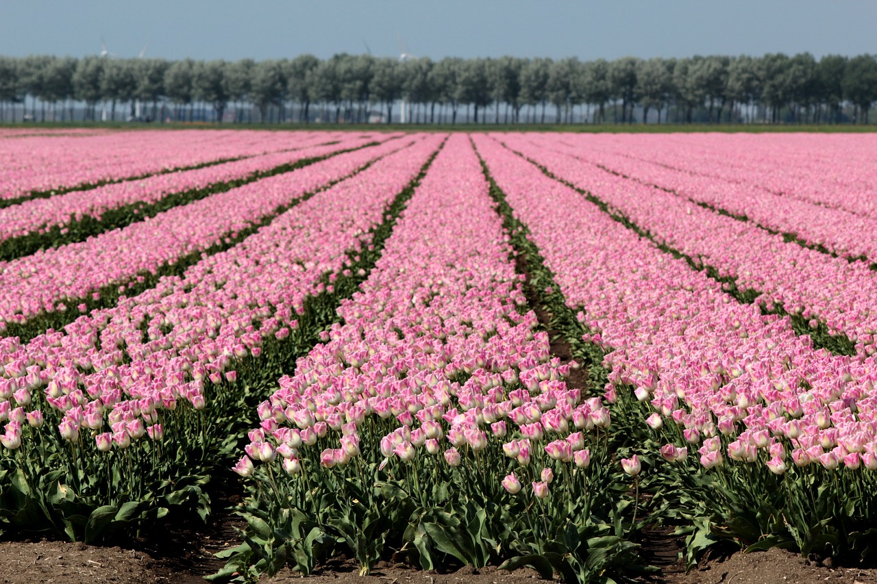 Some pink tulip fields in the Netherlands countryside