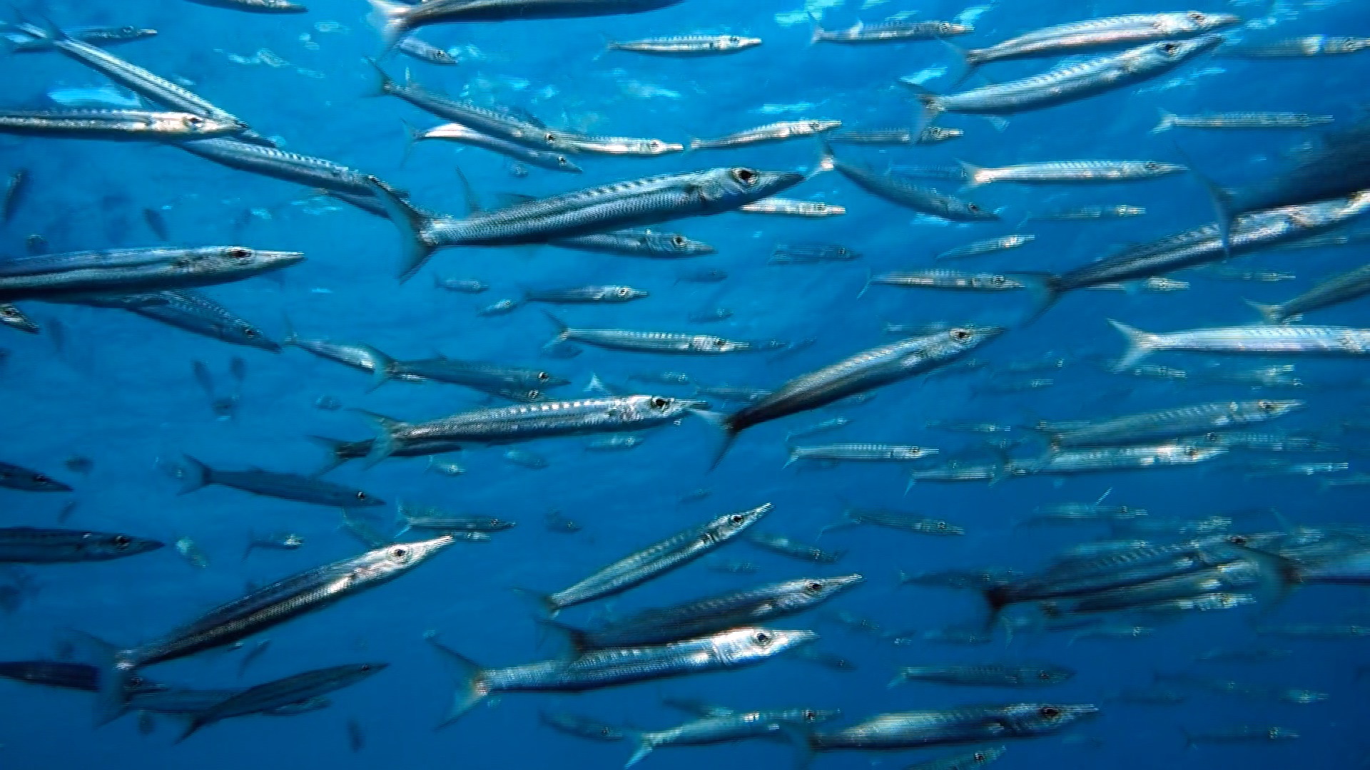 A school of Barracudas while diving in Koh Lanta