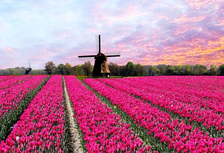 A field or fucsia tuilps wit a windmill on the back in the Netherlands