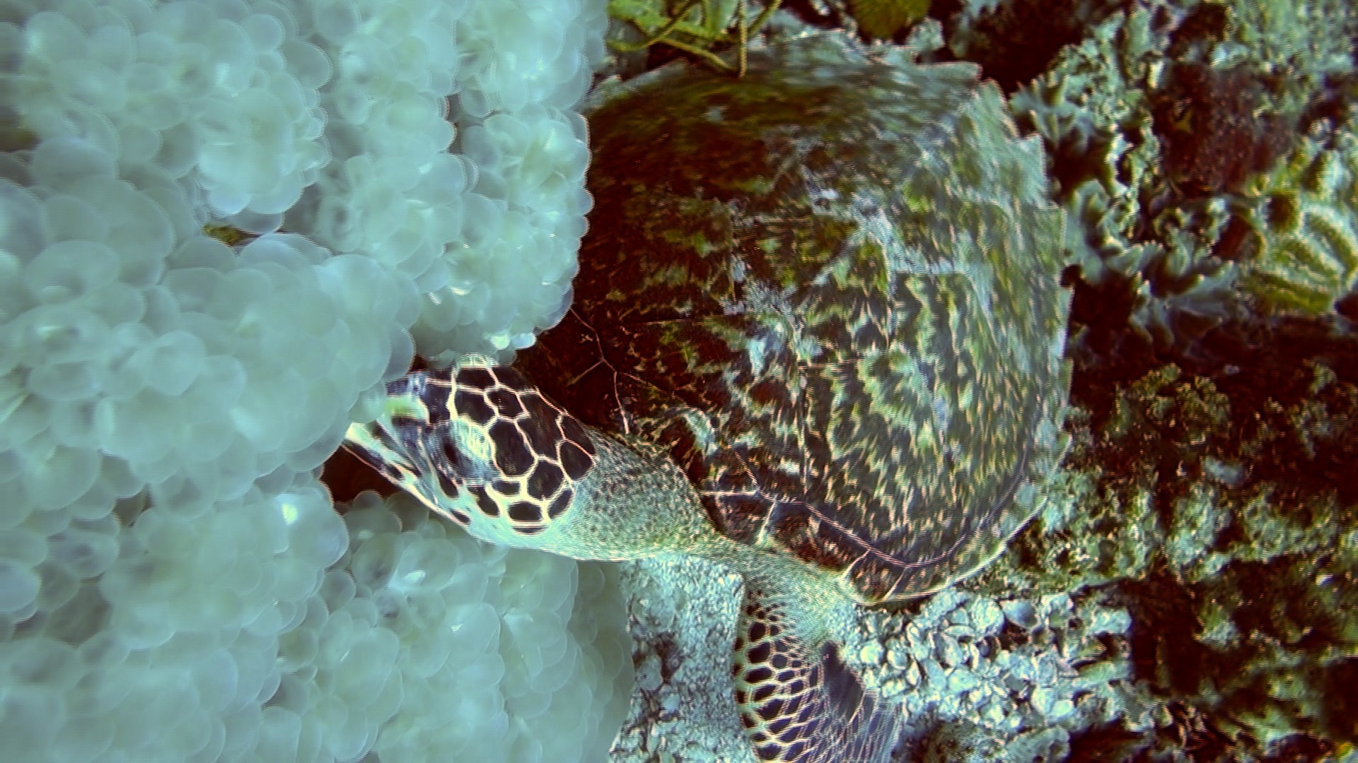 Turtle eating white coral