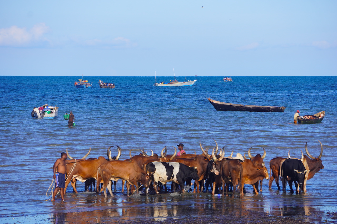Some cows, people and boats on the sea in Bagamoyo beach