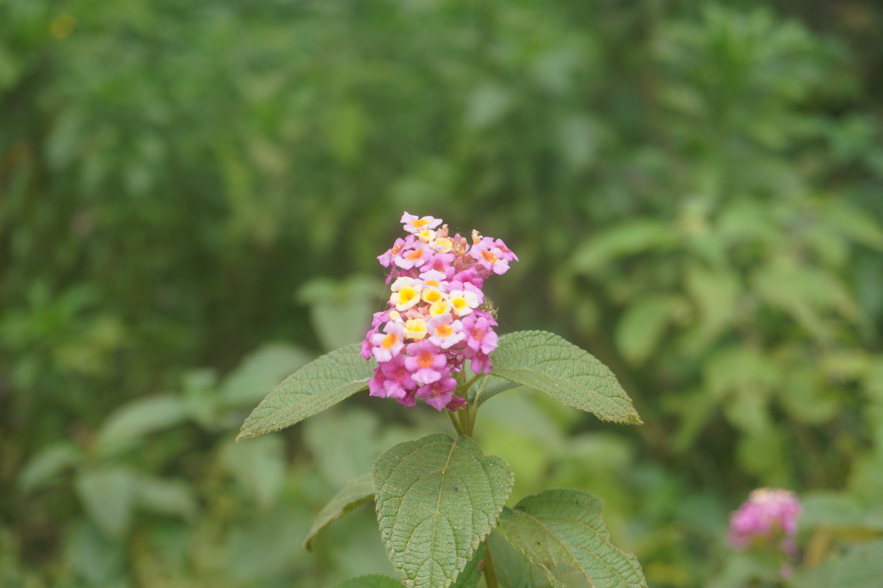 Pink and fucsia Lantana Camara and some green leaves on the background