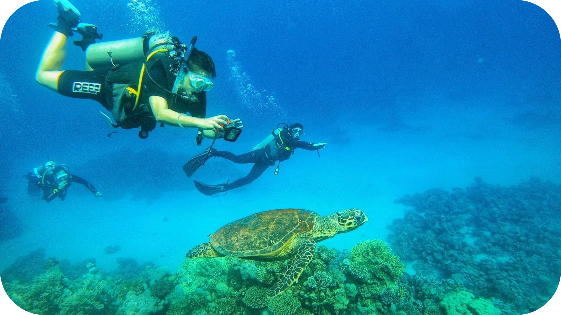 Pilar and two other divers in Dahab close to a turtle on top of a reef. Pilar is holding a camera and recording the turtle.