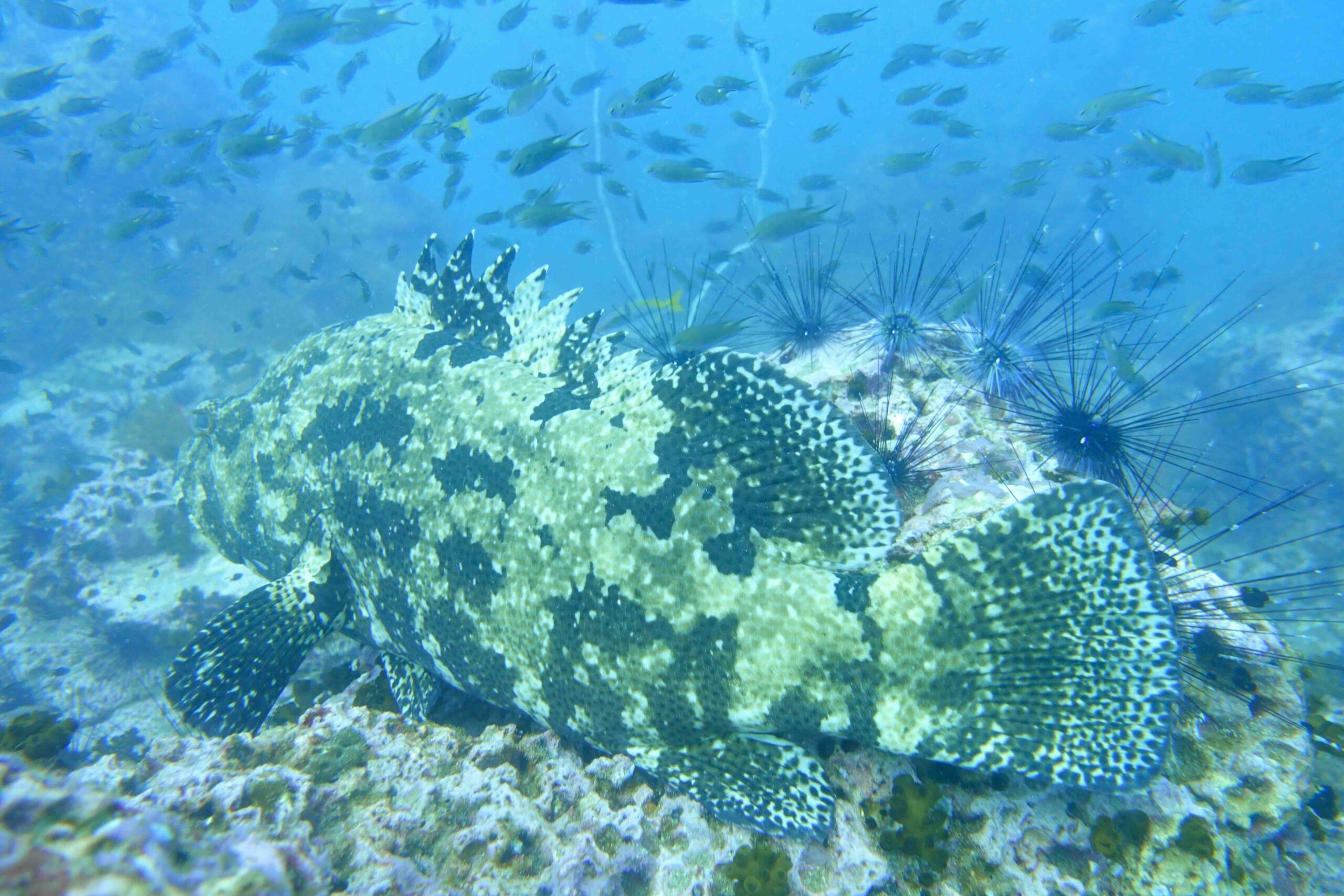 “Large giant grouper resting near the reef at Sail Rock.”
