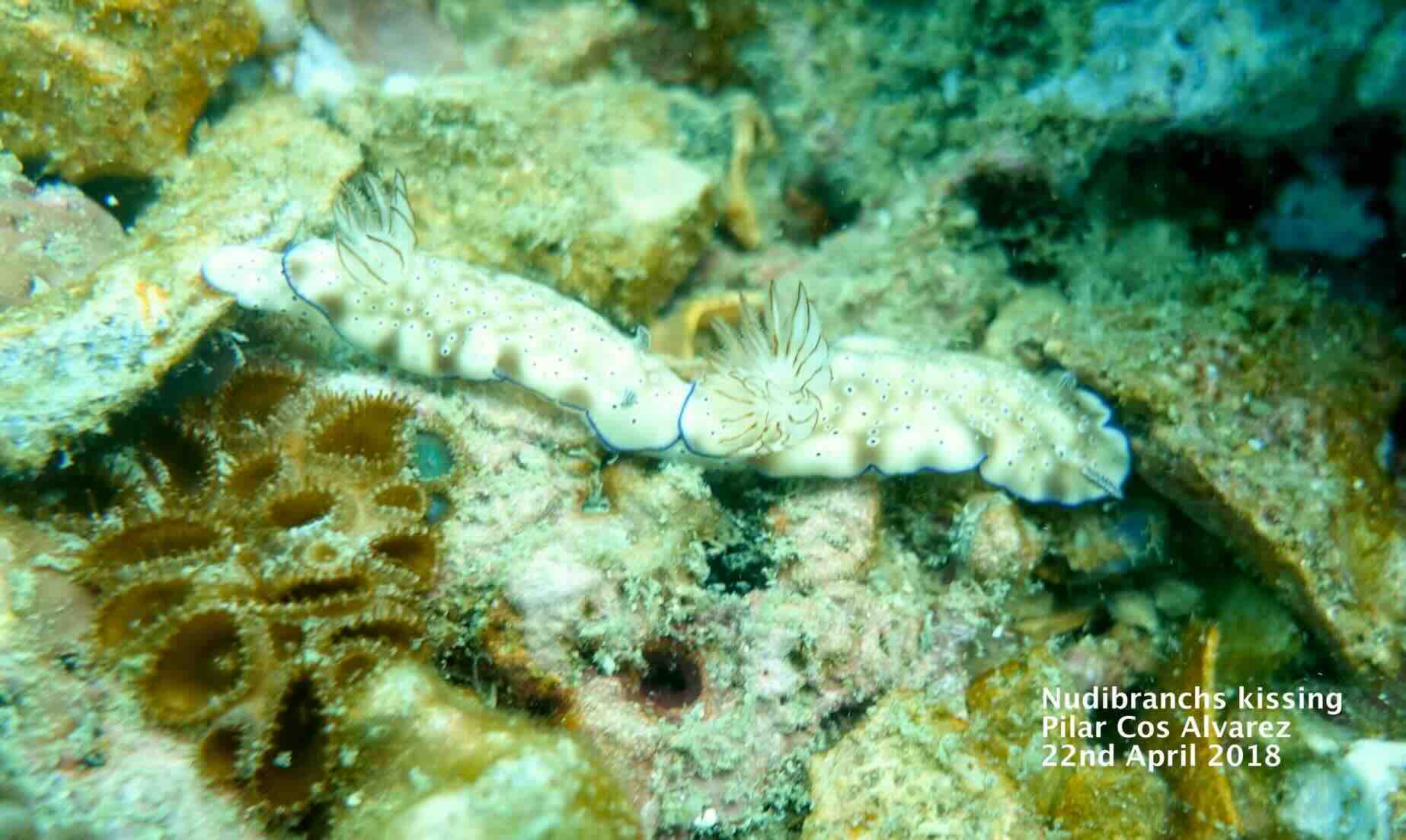 “Two Goniobranchus albopunctatus nudibranchs mating on the reef at Sail Rock, Thailand.”
