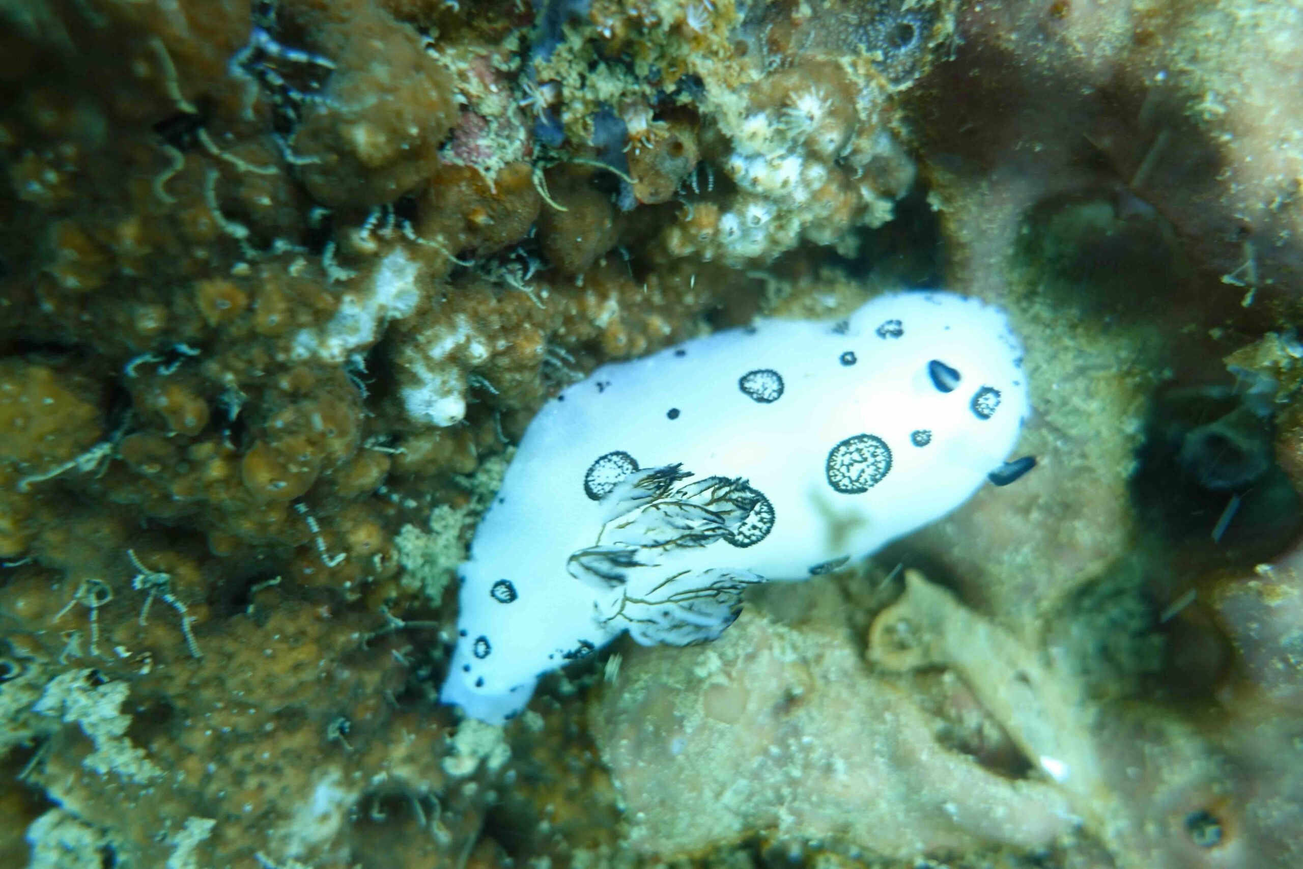 “Jorunna funebris nudibranch crawling on the reef at Sail Rock”