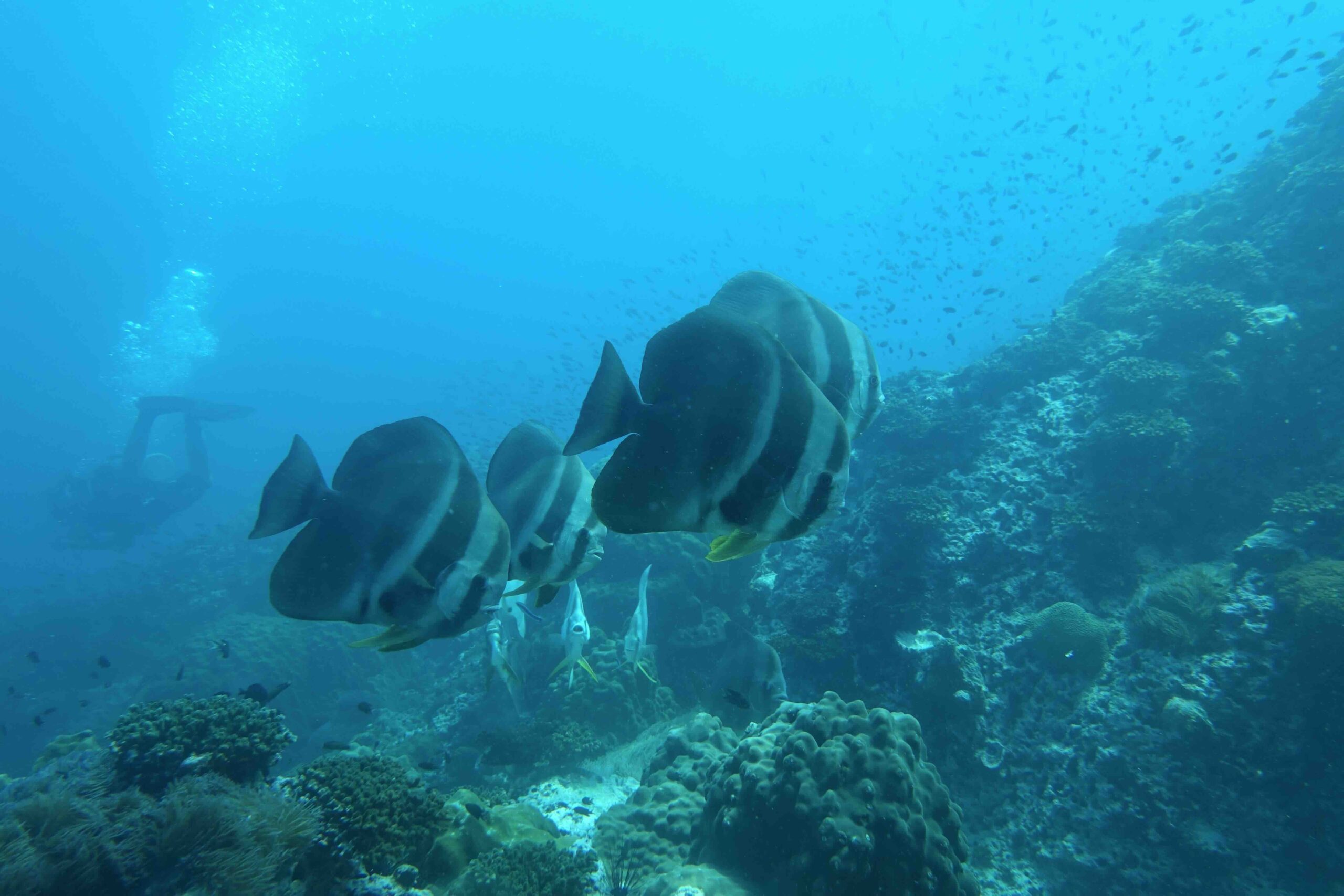 “Dense school of bigeye trevally forming a silver wall at Sail Rock.”