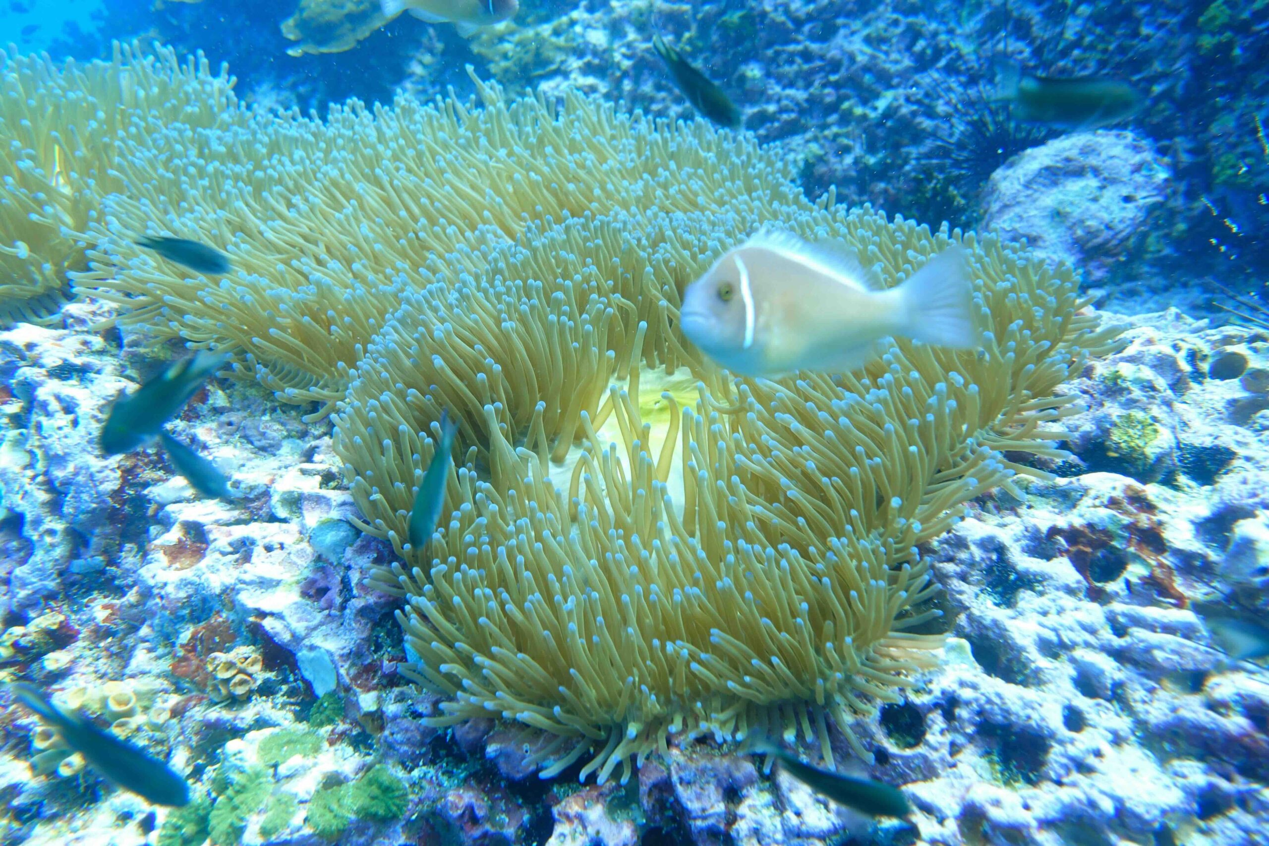 “Pink skunk clownfish nestled in a sea anemone at Sail Rock.”