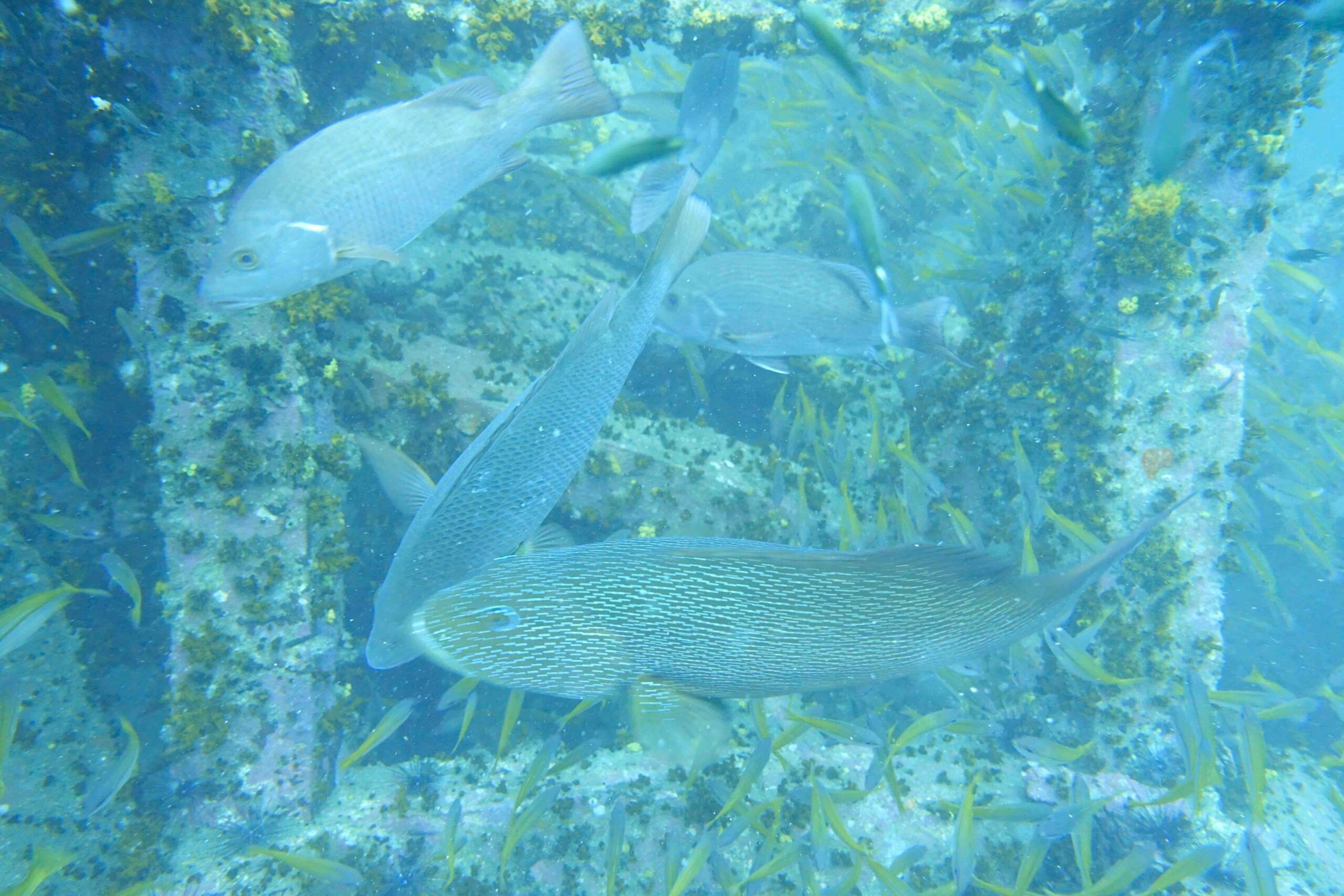 “School of Russell’s snapper swimming near underwater structure at Sail Rock.”