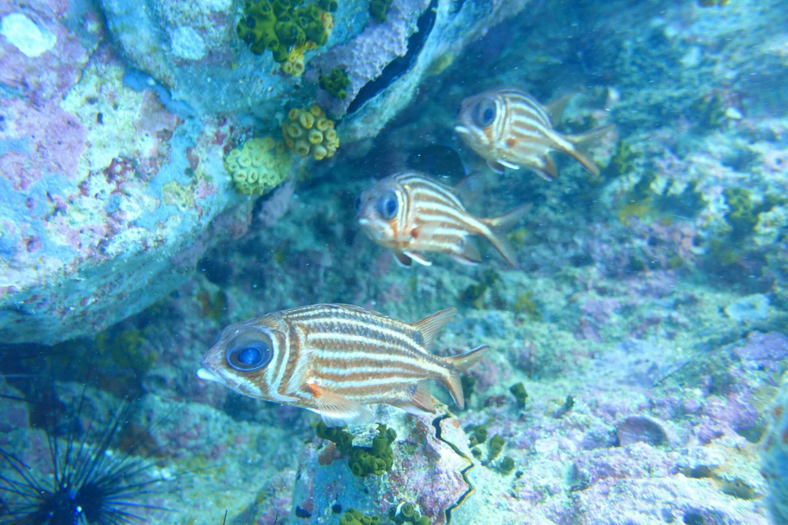 “A small group of squirrelfish hiding in a reef crevice at Sail Rock.”