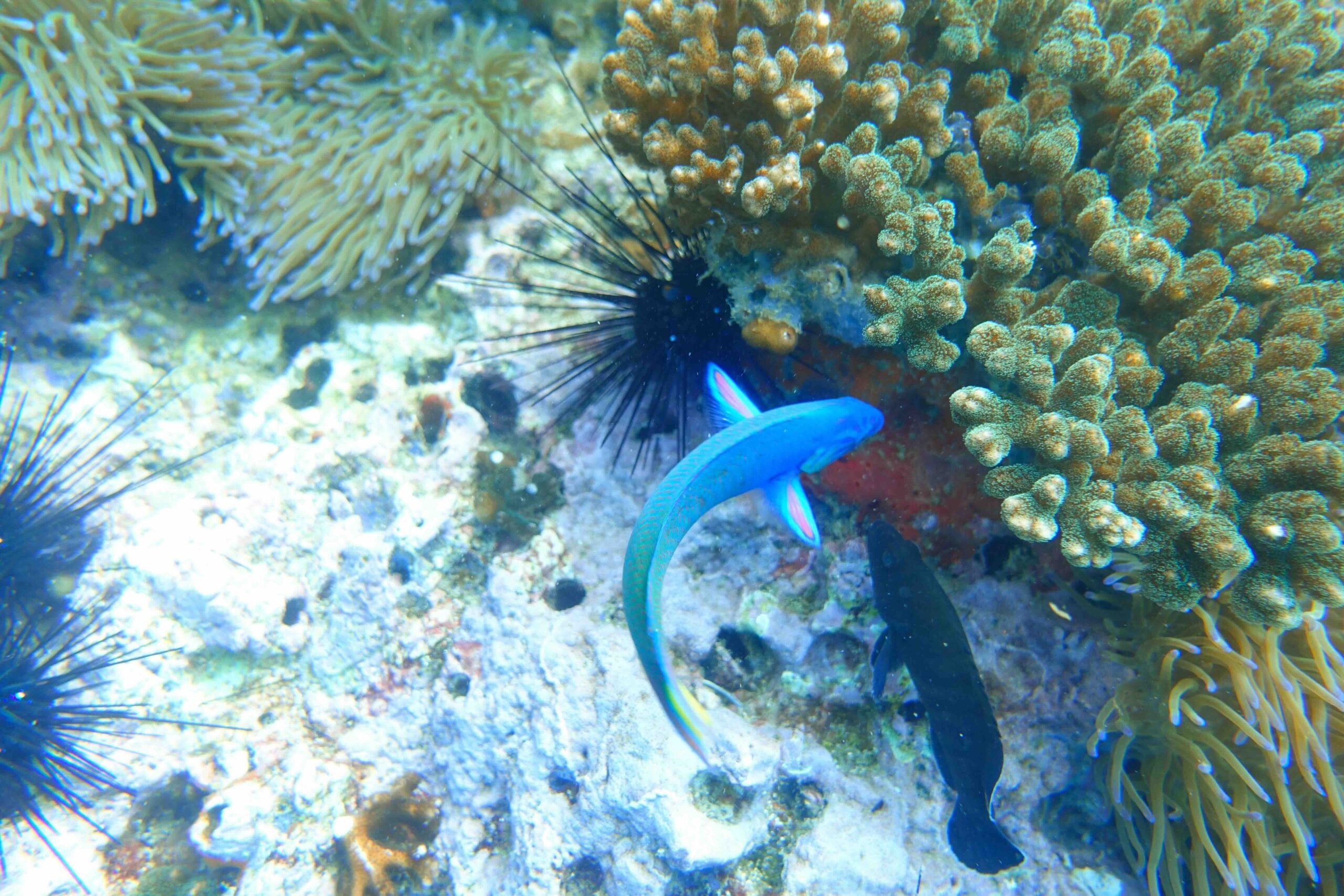 “Wrasses feeding near sea urchins on the reef at Sail Rock.”