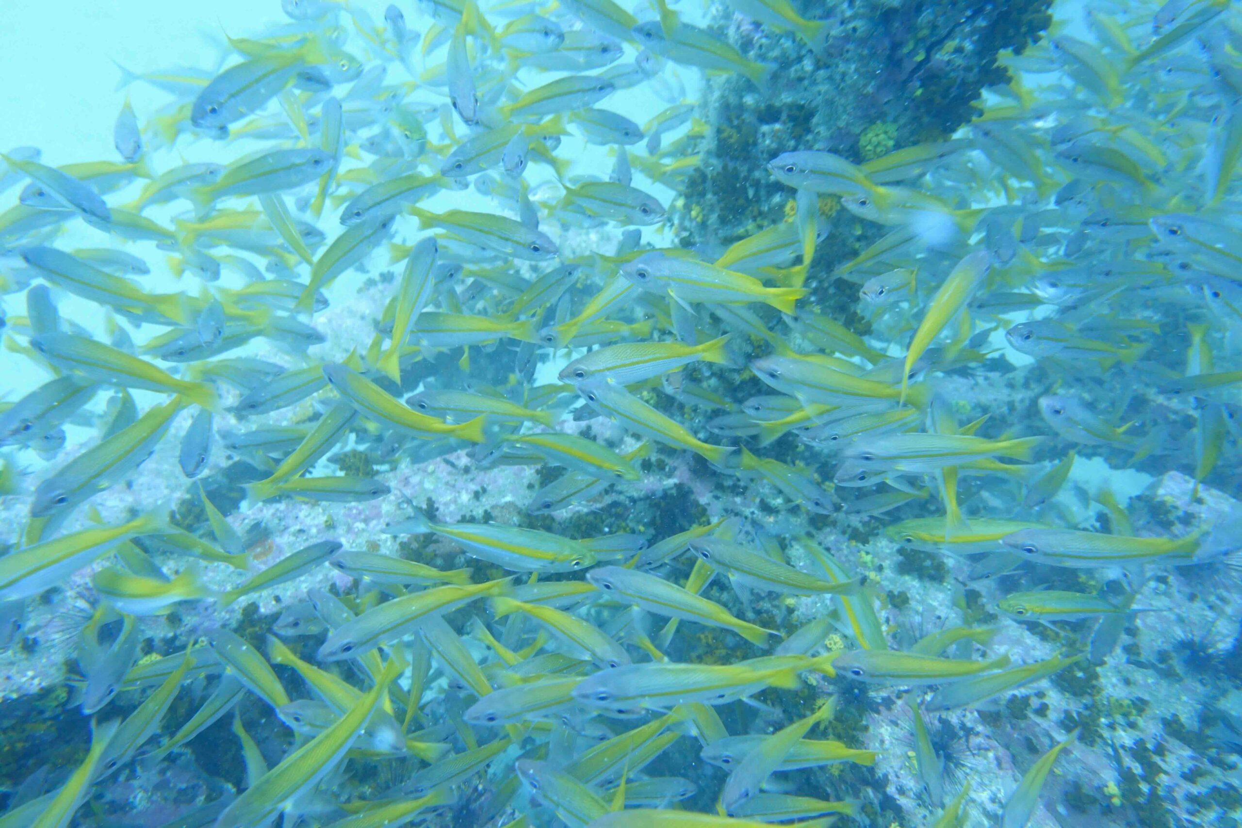 “Large school of yellowtail fusiliers swimming at Sail Rock.”