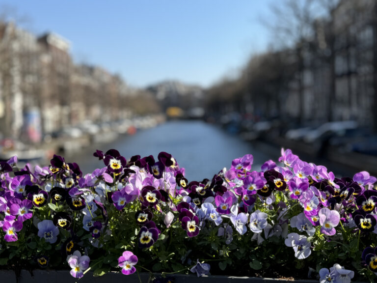 Purple flowers and some Amsterdam canals and street behind