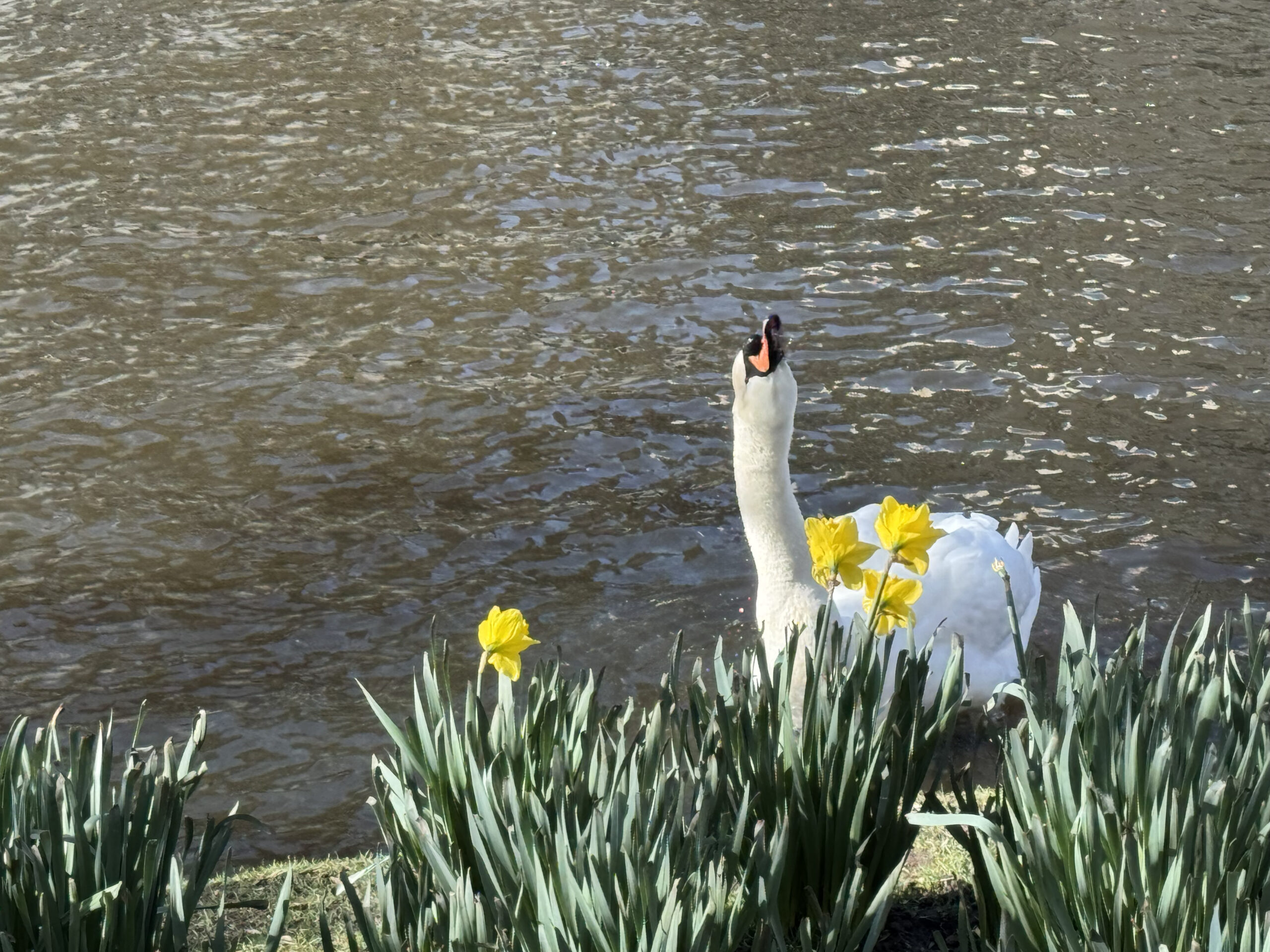 Swan swimming in an Amsterdam canal surrounded by yellow spring flowers