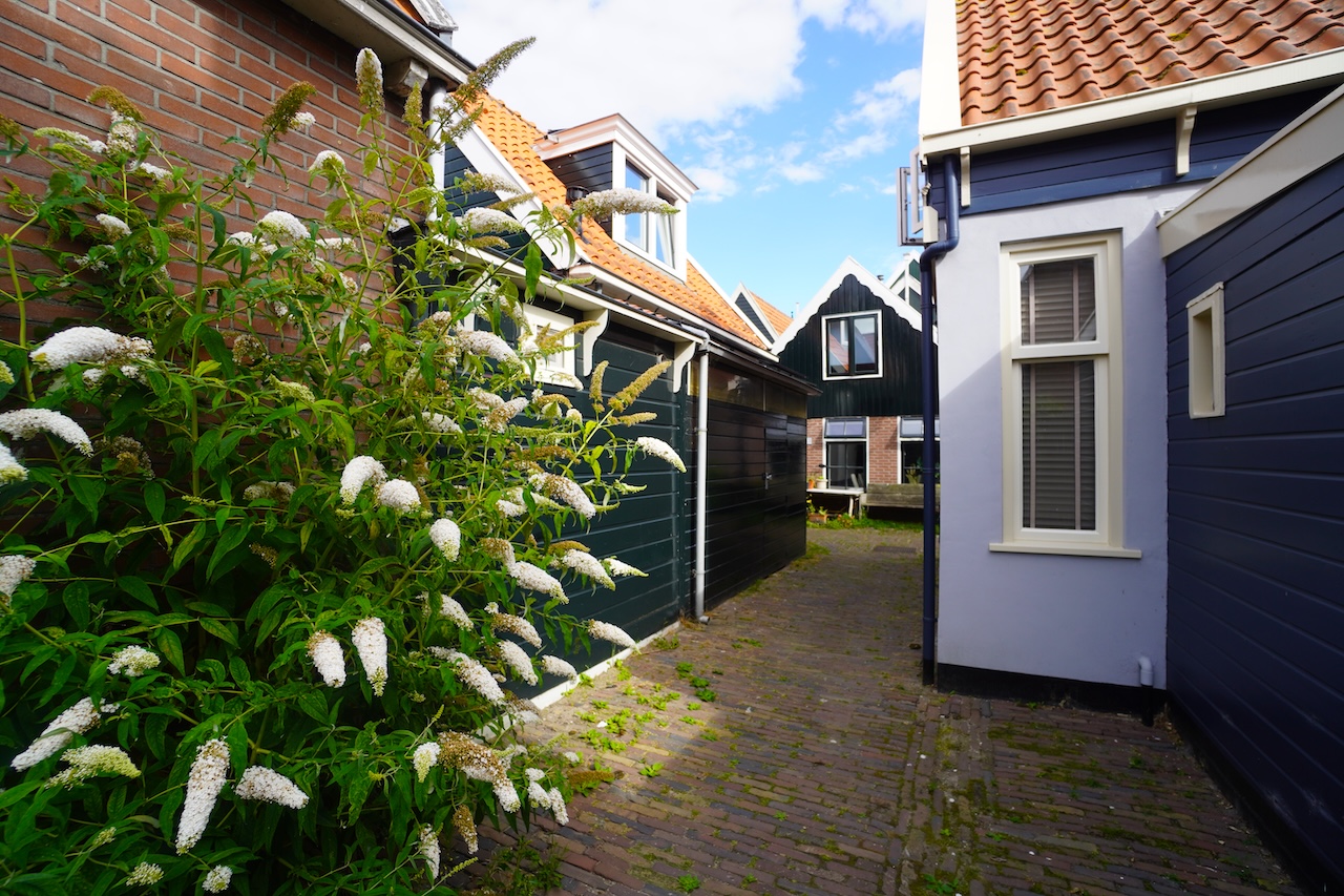 Some traditional houses in Volendam in the Doolhof area with beautiful white flowers